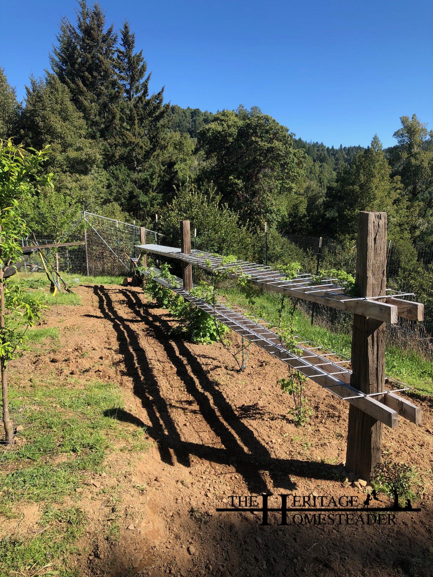 To Trellis Or Not To Trellis - The Heritage Homesteader