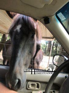 Quarter/Appaloosa Horse