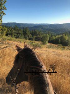 Quarter/Appaloosa Horse