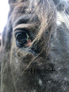 Quarter/Appaloosa Mare