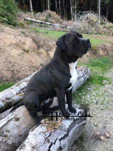 Cane Corso