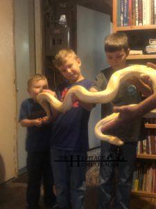 Albino Burmese Python