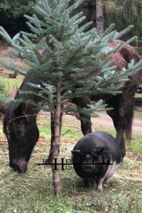 Quarter/Appaloosa Horse and Potbellied Pig