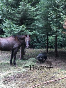 Quarter/Appaloosa Horse and Pot Bellied Pig