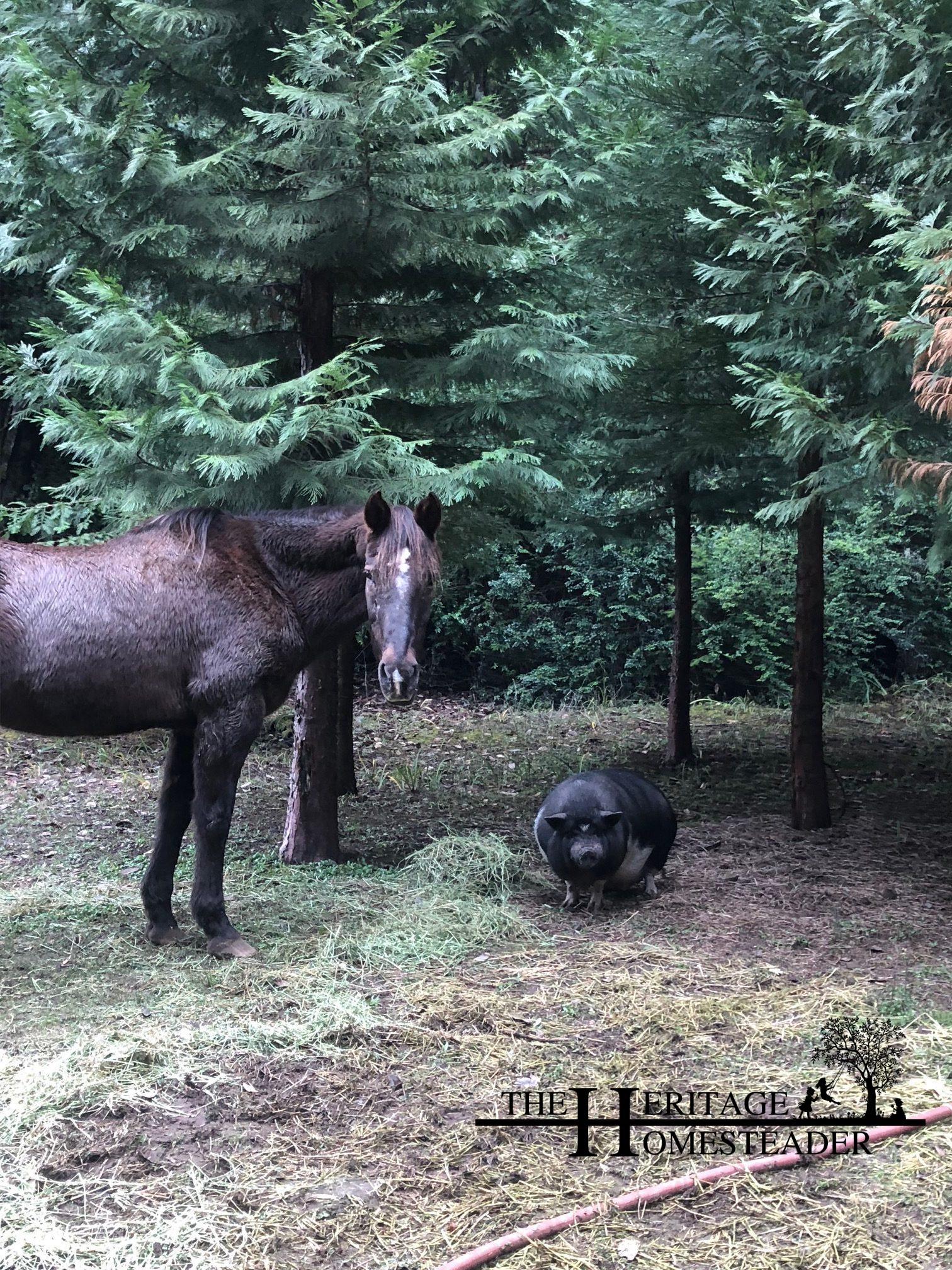 Quarter/Appaloosa Horse and Pot Bellied Pig
