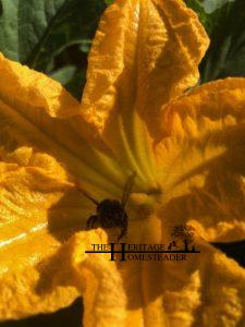 Bee in flower