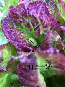 Frog hiding in lettuce