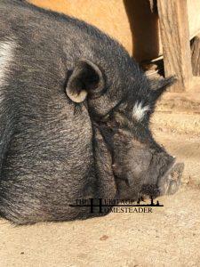 Potbellied Pig